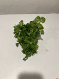 Green Valley Farms - Cilantro