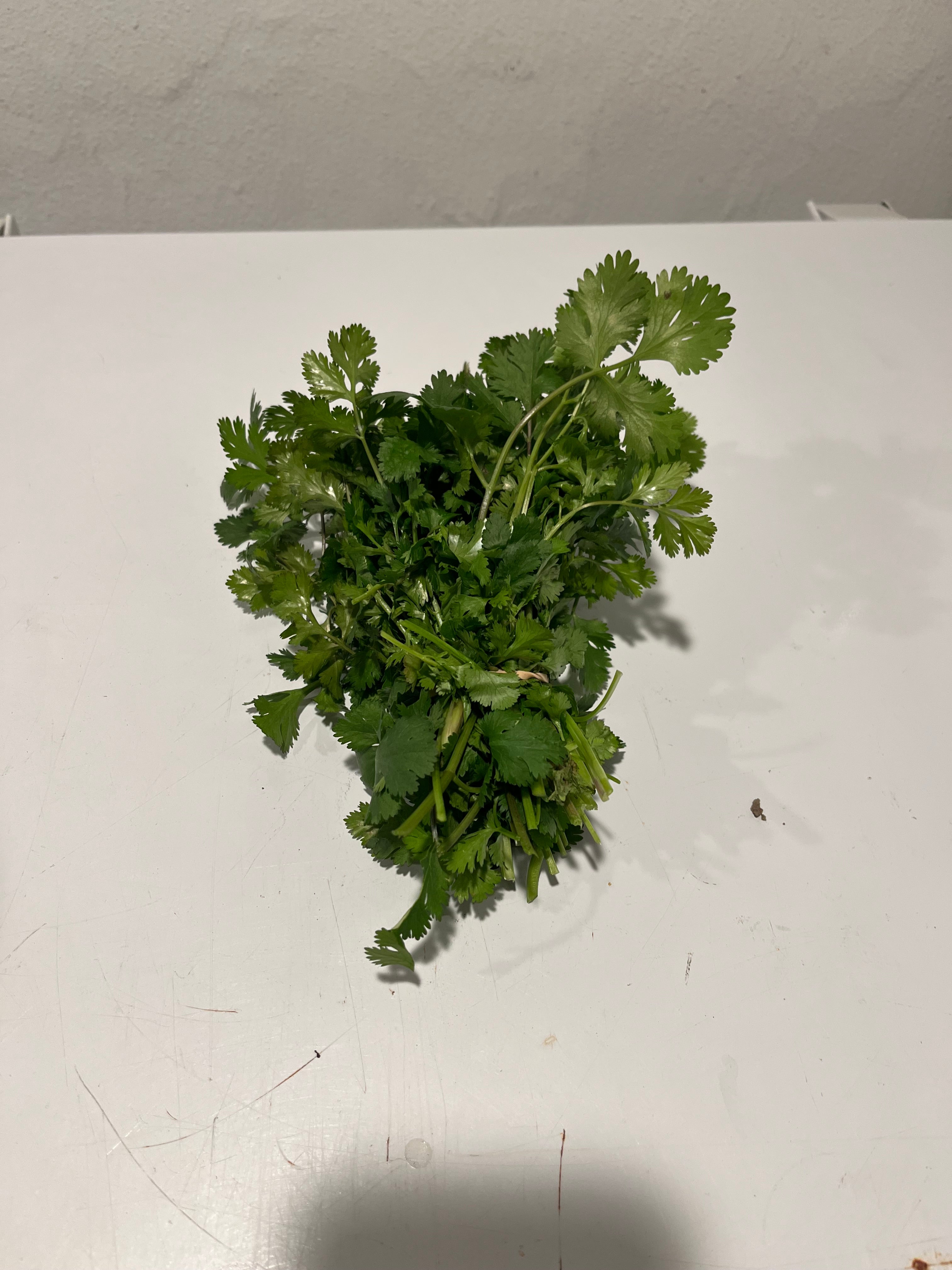 Green Valley Farms - Cilantro