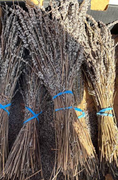 Rubio Farms - Lavender Bunch