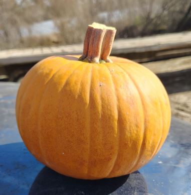 Rubio Farms - Pie Pumpkin