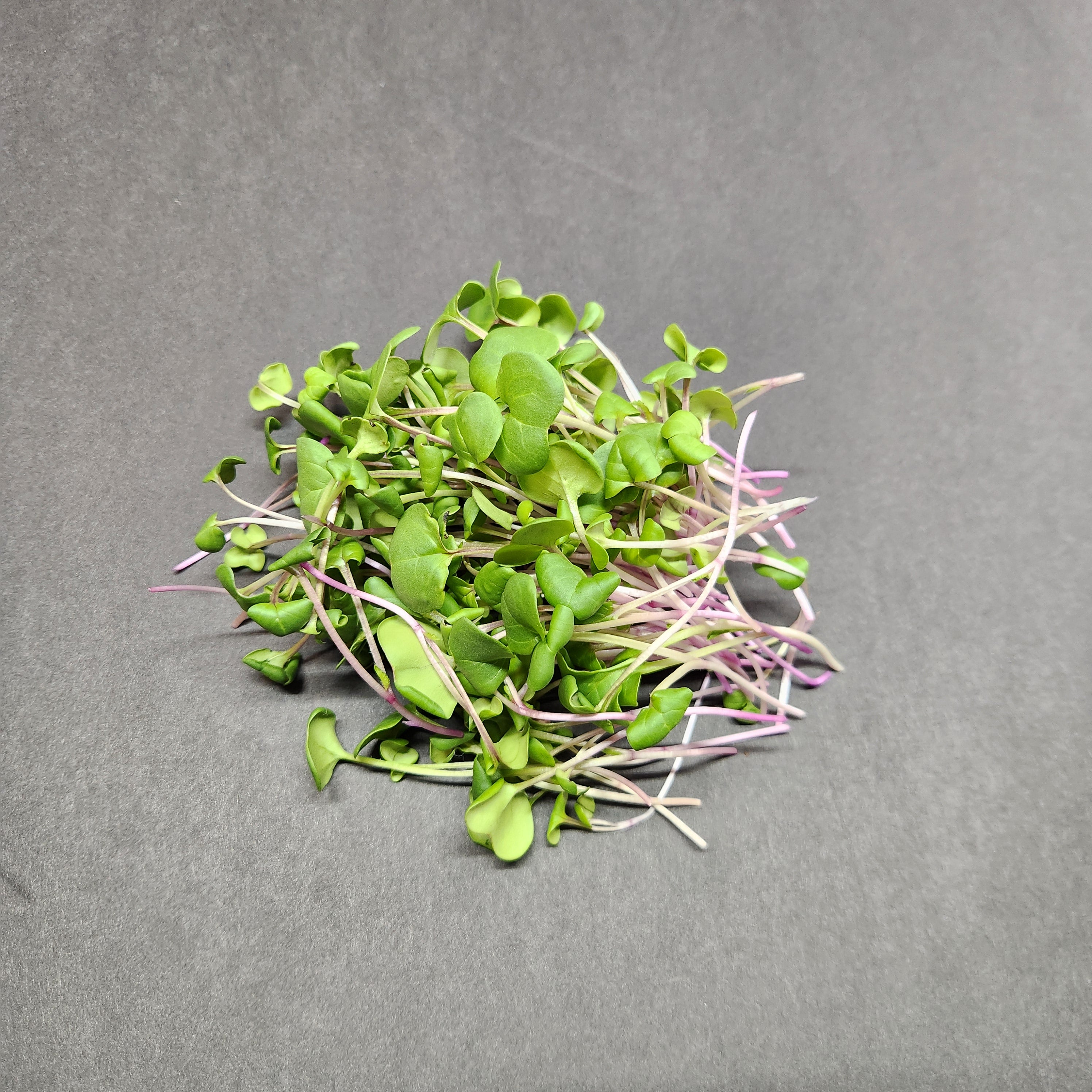 Leaves of Two - 4oz Radish Sprouts